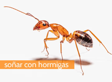 Soñar con hormigas