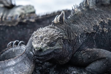 Interpretación de soñar con iguanas grandes