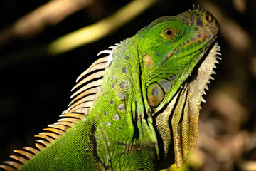 Qué significa soñar con una iguana verde