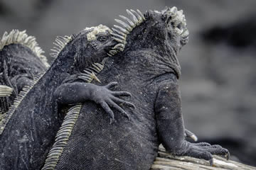 Significado de soñar con iguanas negras
