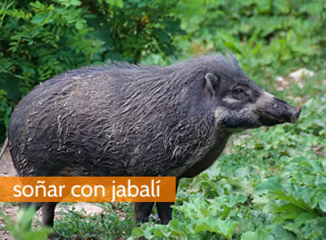 soñar con jabali