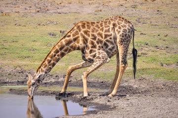 Qué significa soñar con jirafas en el agua