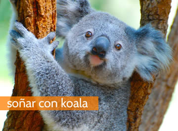 soñar con koala