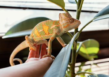 lagarto dentro de casa