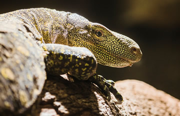 lagarto grande
