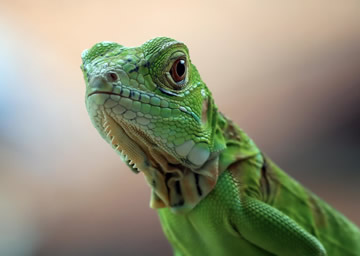 lagarto verde