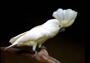 loro blanco