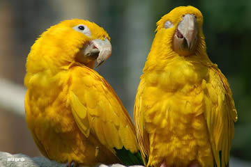 loros amarillos