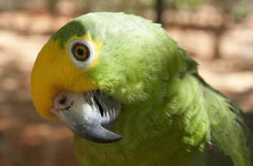 loros pichones
