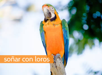 Soñar con loros