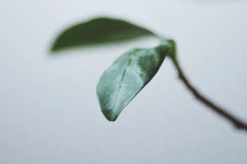 Qué significa soñar con hojas de laurel