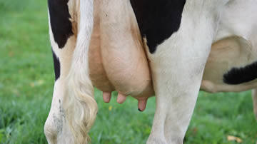 Qué significa soñar con leche de vaca