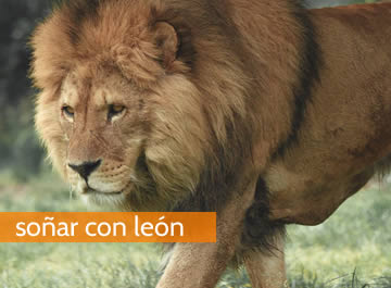 Soñar con leones, ¿Te consideras un líder por naturaleza?