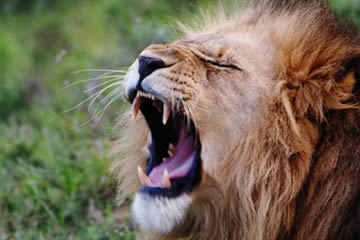Qué significa soñar con leones que atacan
