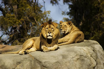 Qué significa soñar con una pareja de leones