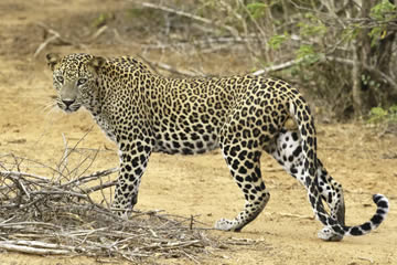 Qué significa soñar con leopardos y leones