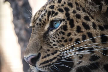 Qué significa soñar con leopardos