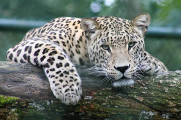 Qué significa soñar con un leopardo amigable