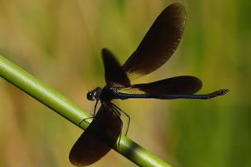 Qué significa soñar con libélulas negras