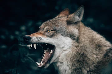 Qué significa soñar con lobos agresivos