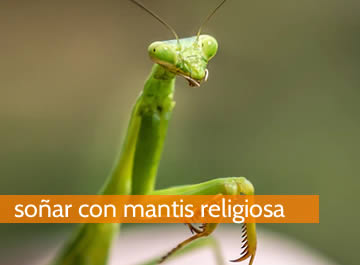 Soñar con mantis religiosa