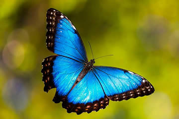 Qué significa soñar con mariposa azul