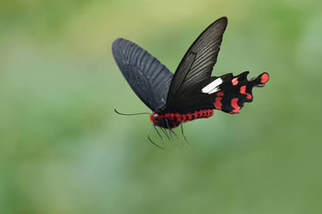 Qué significa soñar con mariposas negras volando