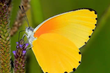 Qué significa soñar con mariposa amarilla