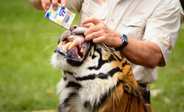 Qué significa soñar con un tigre de mascota