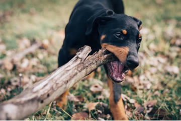 Qué significa soñar con mordedura de perro