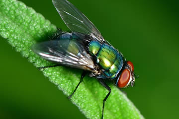 Qué significa soñar con moscas verdes