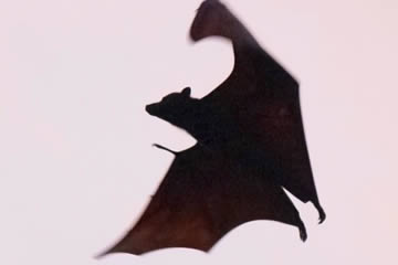 Cuál es el significado de soñar con murciélago negro
