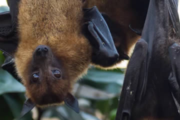 Cuál es el significado de soñar con murciélagos grandes