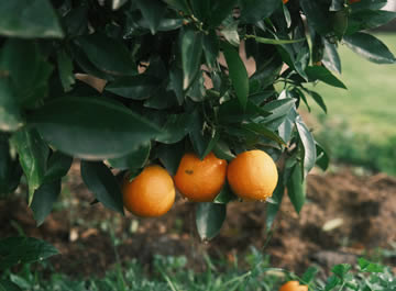 árbol de naranjas