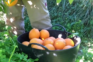 recogiendo naranjas