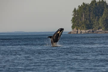 orcas saltando