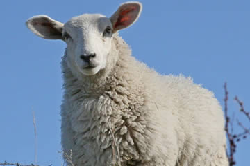 Qué significa soñar con ovejas blancas