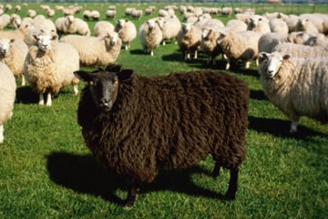 Qué significa soñar con una oveja negra