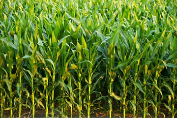 plantas de maíz verdes