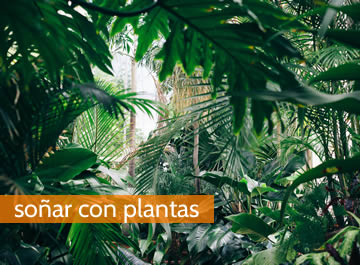 Soñar con plantas