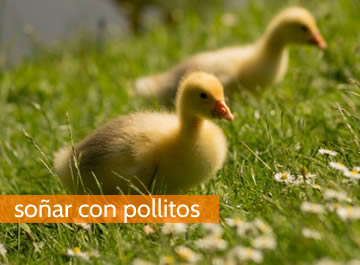 Soñar con pollitos