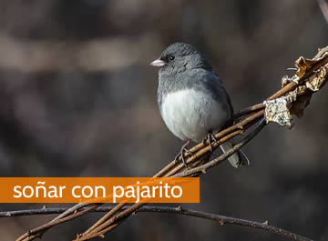 Soñar con pajarito, un sueño vinculado a la libertad