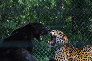 Interpretación de soñar con una pantera negra que me ataca