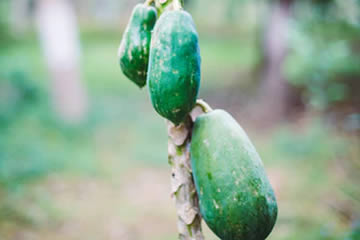 Qué significa soñar con papayas verdes