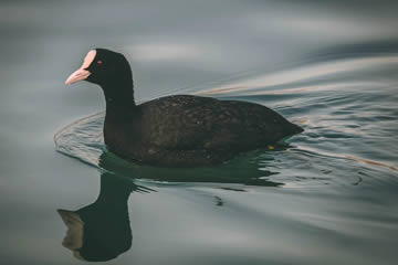 soñar con patos