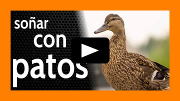 soñar con patos