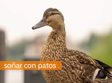 soñar con patos