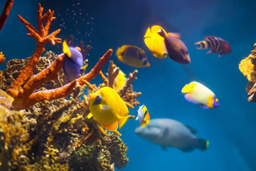 soñar con peces de colores