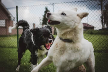 soñar con pelea de perros