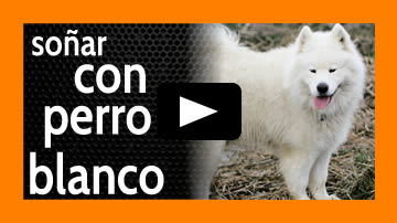 soñar con perro blanco